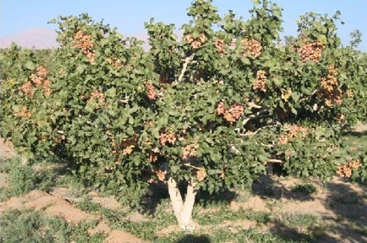 ایجاد باغ مادری و سازگاری پسته در خراسان شمالی