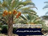 ممنوعیت جابجایی نهال و پاجوش از مناطق آلوده