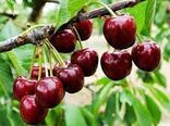 برداشت محصول گیلاس از باغات شهرستان طارم