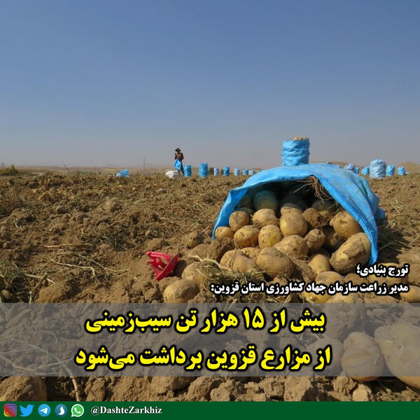 بیش از ۱۵ هزار تن سیب‌زمینی از مزارع قزوین برداشت می‌شود