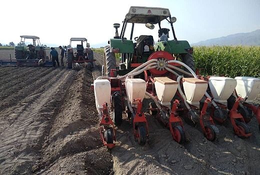 آغاز کشت چغندرقند پاییزه در داراب 