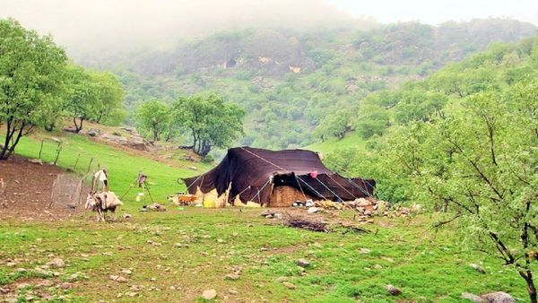 نقش عشایر در حفظ زاگرس انکار ناپذیر است/ غفلت سیاستگذاران از مهمترین حافظان طبیعت