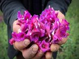 آغاز برداشت گیاه دارویی گل‌گاوزبان در گیلان