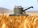 خرید تضمینی بیش از ۵۳ هزار تن گندم از کشاورزان اصفهانی