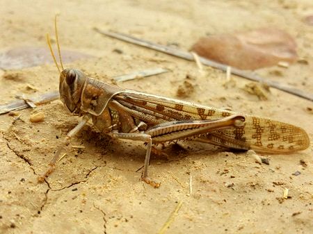 بهره‌برداران کشاورزی ملخ صحرایی را ردیابی کنند