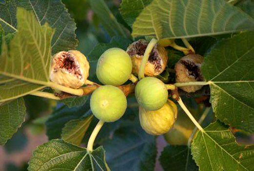 برداشت میوه انجیر از باغات شهرستان آرادان؛ 