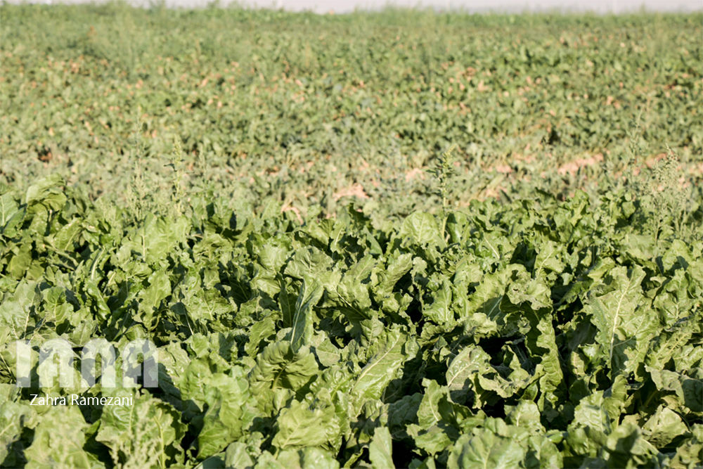 پروژه زمینهای زراعی اوقاف