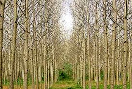 استقبال فعالان صنایع چوب کشور برای سرمایه گذاری در حوزه زراعت چوب 