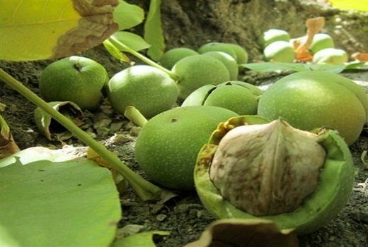 پیش بینی برداشت 3هزارتن گردو از باغات دماوند