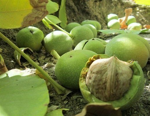 پیش بینی برداشت 3هزارتن گردو از باغات دماوند