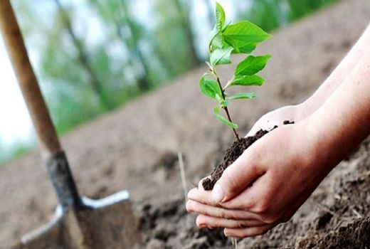 بیش از ۹۰۰ هزار هکتار از اراضی کشور برای زراعت چوب آماده است/ بستری فراهم برای کاشت یک میلیارد درخت

