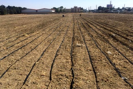 کشت کلزا در ۷ هکتار از اراضی زراعی ملارد با ‌استفاده از روش آبیاری نوار تیپ