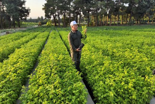 شناسایی روستاها برای تولید نهال در دستور کار قرار دارد