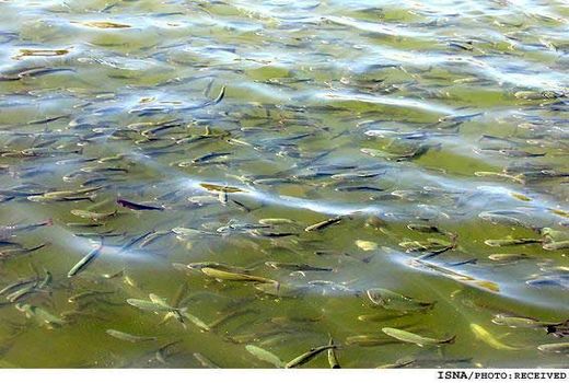 توسعه آبزی‌پروری لنگرود در گروه تامین آب