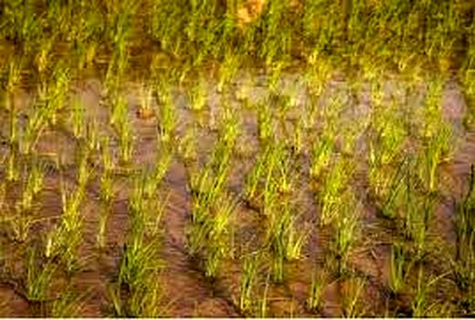 حضور بهره‌برداران حمیدیه در کارگاه روز مزرعه کشت برنج