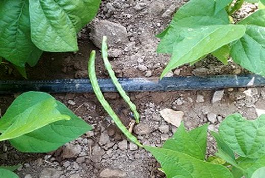 اجرای ۴٠ ھکتار ازمزارع لوبیا دره‌شھربه سیستم آبیاری نوارتیپ