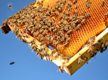تولید عسل در ایران به ۱۲۸  هزار تن رسید/ رتبه چهارم جهانی در تعداد کلنی‌ها و میزان تولید عسل