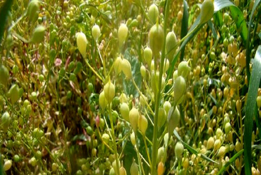 آغاز کشت پاییزه دانه روغنی کاملینا در مزارع استان قزوین