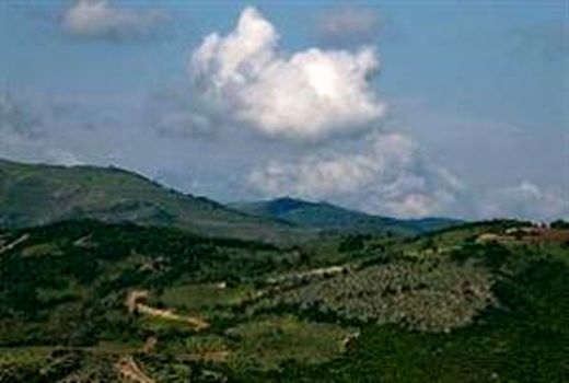 22 گیاه بومی مختص مراتع استان همدان است