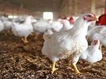 لزوم اختصاص یارانه مصرف و احیای خرید تضمینی تخم‌مرغ