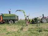 افزایش تولید ذرت علوفه ای در بشرویه