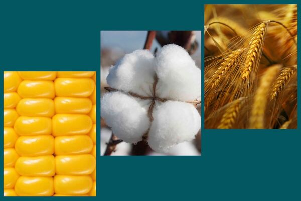قیمت خرید تضمینی ذرت، جو و پنبه (وش) برای سال زراعی 96 - 95