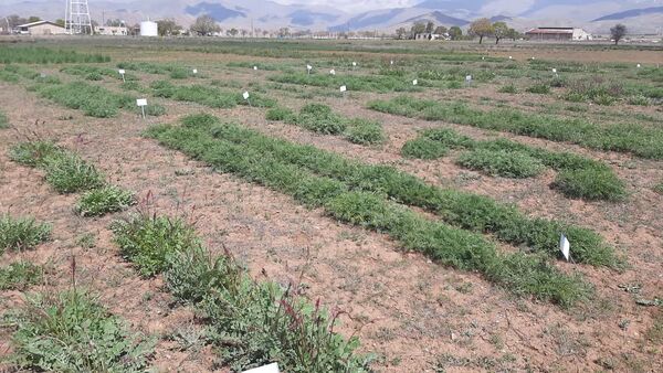 خودکفایی در تولید علوفه با اجرای طرح ملی تولید بذر گواهی شده گون علوفه‌‌ای 
