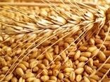 پرداخت ۲۰ هزار میلیارد تومان دیگر از مطالبات گندم‌کاران در سه روز