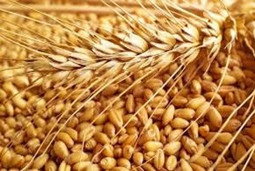 خرید تضمینی گندم و کلزا از اساسی‌ترین برنامه‌های جهاد کشاورزی قزوین است