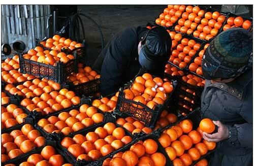 توزیع میوه شب عید استان همدان در روزهای پایانی سال