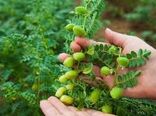 اجرای اولین مزرعه الگویی کشت نخود در گناوه 