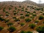 کارنامه سازمان منابع طبیعی در بخش جنگل قابل دفاع است/ توسعه ۱.۷ میلیون هکتار جنگل دست‌کاشت 