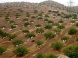 کارنامه سازمان منابع طبیعی در بخش جنگل قابل دفاع است/ توسعه ۱.۷ میلیون هکتار جنگل دست‌کاشت 