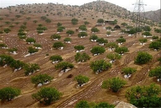 کارنامه سازمان منابع طبیعی در بخش جنگل قابل دفاع است/ توسعه ۱.۷ میلیون هکتار جنگل دست‌کاشت 