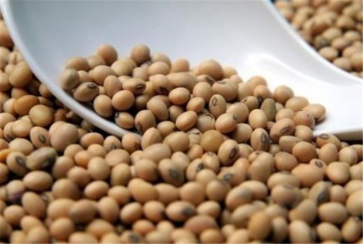 ورود یک هزار و 700 تن کنجاله به مازندران