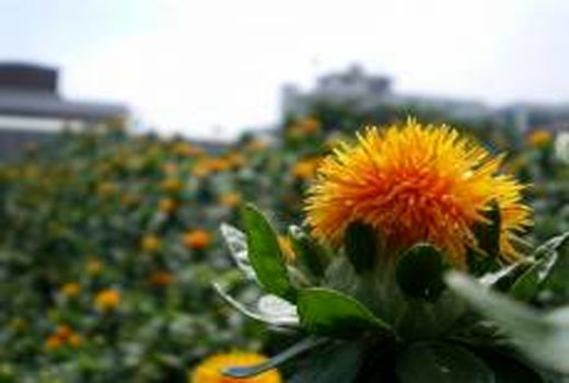 آغاز برداشت گلرنگ از مزارع استان زنجان