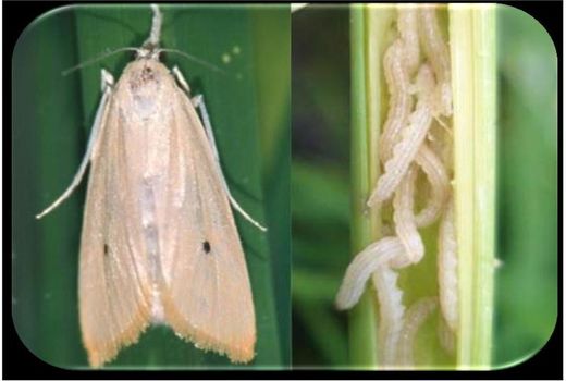 مبارزه با آفت کرم ساقه خوار در شهرستان رضوانشهر
