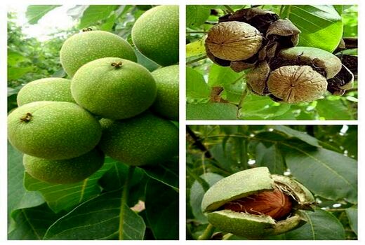 گردو‌های نی‌ریز به بازار می آید