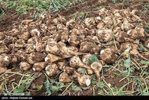 
تولید 1470 تن چغندرقند در آباده
