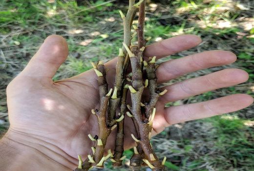 حدود ۳ میلیون چشمه پیوندک عاری از ویروس در سال جاری تولید می‌شود