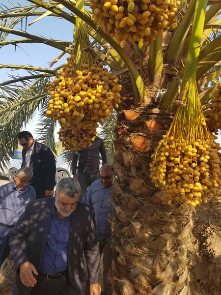 بازار صادراتی خرما،  باید مورد توجه باشد
