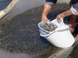 رهاسازی 450 هزار قطعه بچه ماهی در رودخانه دز