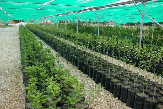 کاشت یک میلیارد درخت باید به امنیت غذایی کمک کند