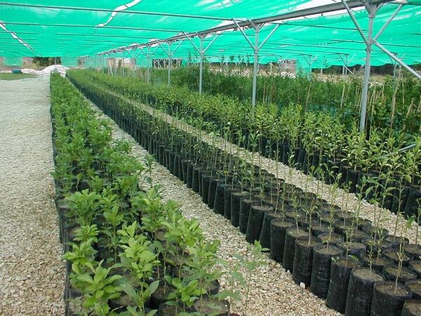 کاشت یک میلیارد درخت باید به امنیت غذایی کمک کند