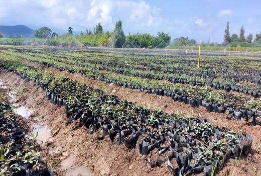 100 درصد تعهدات تولید نهال طرح مردمی کاشت یک میلیارد درخت انجام شده است