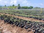 100 درصد تعهدات تولید نهال طرح مردمی کاشت یک میلیارد درخت انجام شده است