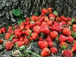 آغاز برداشت توت فرنگی در شهرستان شفت