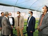 ظرفیت ۲۰۰ میلیونی تولید  نشاء محصولات گلخانه‌ای در جنوب کرمان
