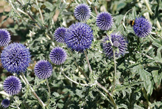 قابلیت توسعه و کشت  بیش از ۶۰ گونه دارویی مهم با ارزش صادراتی 