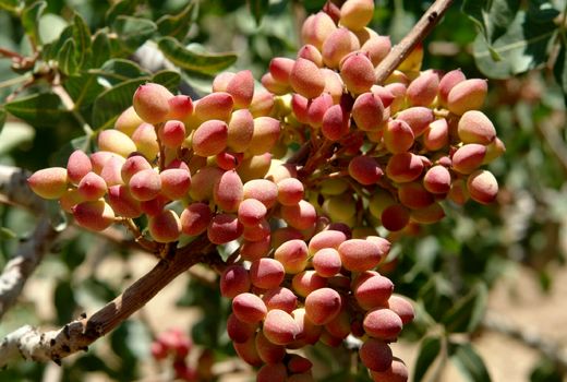 پیش بینی برداشت حدود ۶ هزار تُن پسته‌تر از باغات سرایان